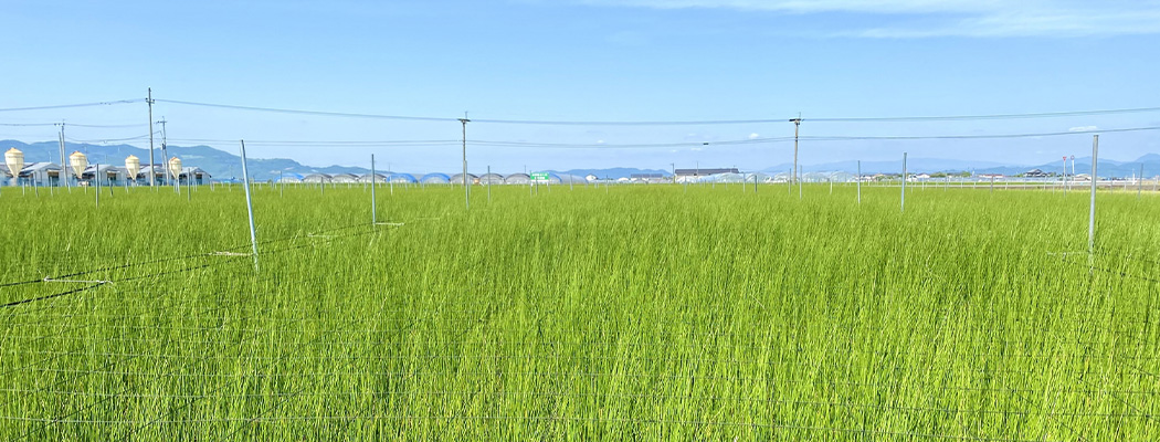 熊本天一表